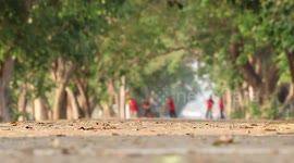 Crocodile walks past camera in Thailand