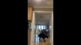 'I Think my Dog is Broken' - Doggo can't help but keep walking backward through doors