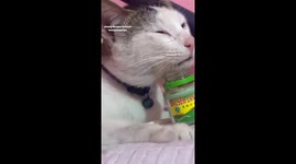 Cat's expression while eating balm rub makes everyone laugh in Indonesia