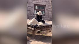 Adorable moment giant panda gets frightened by bamboo mat