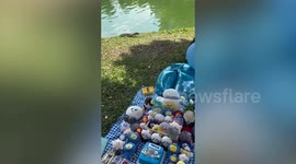 Monitor lizard interrupts K-pop fans gathering