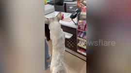 Clingy stray dog pleads woman for snacks at convenience store