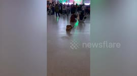 Dog rolls on the floor dancing to concert music