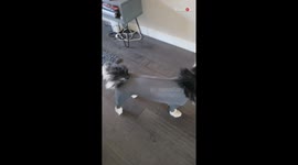 Canine comedy: Poor dog's misadventure in the too-snug anti-shedding onesie