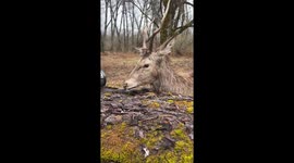 Deer gets up close and personal with photographer's camera