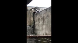 Kitten Climbs A Wall