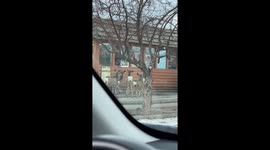 Deer Line Up At Drive Thru For Tacos