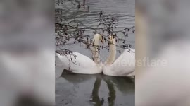 Two swans make heart-shape as they bow their necks in courtship dance