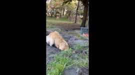 Playful dog throws dirt at sibling during digging session