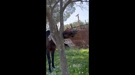 Wild horse rubbing his neck on a tree ! Funny horse video