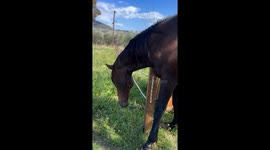 A wild horse rubbing his neck on a wooden bench