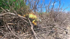 Wild giant iguana sunbathing on the island of Johnny Cay in San Andres, when he nods his head in a funny way