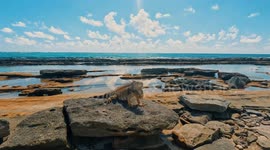 Wild giant iguana sunbathing on a rock with a paradise beach behind on the island of San Andrés, Colombia