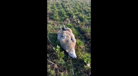 Irish man explains what to do if you see a sheep stuck on its back