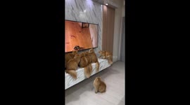 Seven orange cats transfixed by mouse crowd round TV