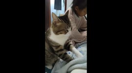 Cat joins forces with children to give relaxing massage to owner in northern China