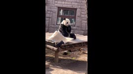 Giant panda hilarious reaction to windy bamboo mat amuses zoo visitors
