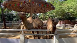 Toddler feeds carrots to hungry camels