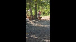 Golden delivery! Kiat-Kiat the retriever fetches a package