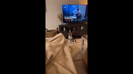 Playful Boston Terrier throws punches!