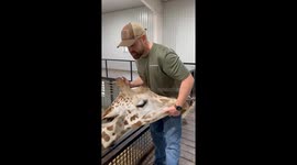 Animal chiropractor fixes giraffe's jaw