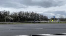 Motorway traffic brought to standstill by three goats