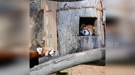 Sleepy Red Pandas Bring Heartwarming Charm to Milwaukee County Zoo, USA