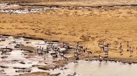 Guardian of black-necked cranes on