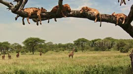 Young lions sleep on tree branch