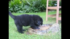 Newfoundland puppy loves water.