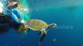 Shocking footage of a turtle entangled in 'ghost' fishing gear