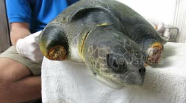 Tragic footage of a sea turtle with two flippers amputated after getting stuck in fishing gear