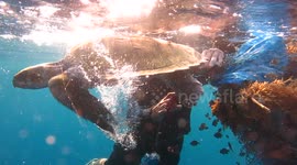 Heartwarming footage of a sea turtle being released after getting trapped in fishing gear
