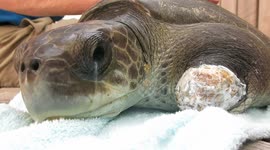 Olive Ridley Sea Turtle With Two Front Flipper Missing