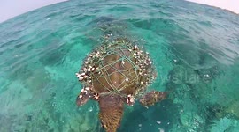 Entangled turtle stranded on the surface