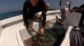Sea turtle being cut free after getting trapped in a fishing net