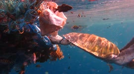 Olive Ridley Sea Turtle Entangled In Ghost Gear