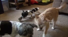 Baby Chick Chases Puppy And Gets More Than It Bargained For
