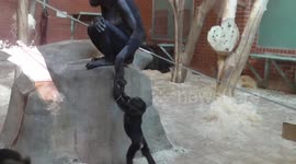 Bonobo mum gives baby a helping hand