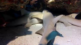Diver has close encounter with sleeping nurse sharks