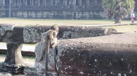 Baby Monkey Attacked by a Bird