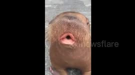 Introducing the whistling walrus