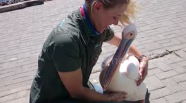 Attack of the deadly pelicans!