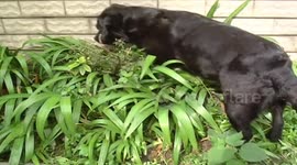 Meet the labrador who plays the role of a cat by catching mice