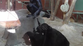 Bonobo mum gives baby a helping hand