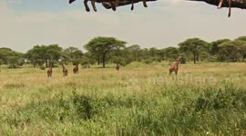 Young lions sleep on tree branch