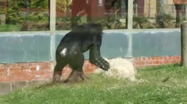 Bonobo Has A Quick Way To Make The Bed