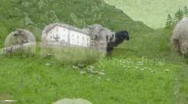 Pinned a sheep and their young.