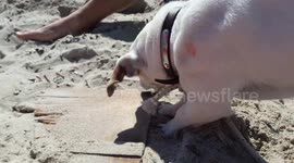 Funny Jack Russell
