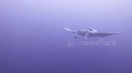 Diver has a close encounter with a huge Manta Ray